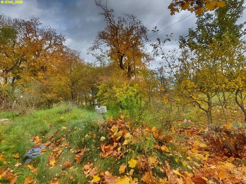 Beet "Amor" 43. Kalenderwoche 2025