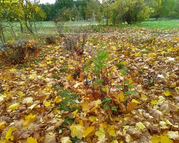 Ahornlaub 43. Kalenderwoche 2025