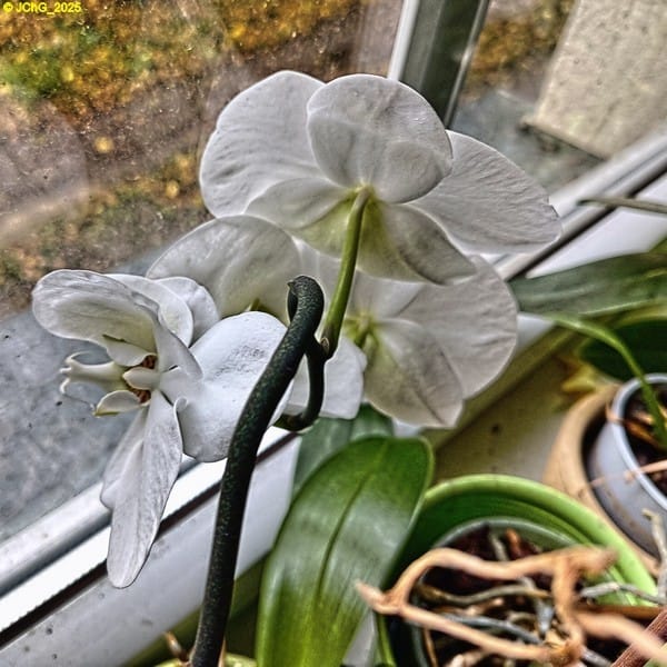 Weiße Orchidee 43. Kalenderwoche 2025