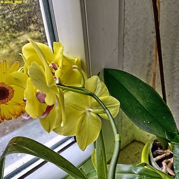 Gelbe Orchidee 43. Kalenderwoche 2025