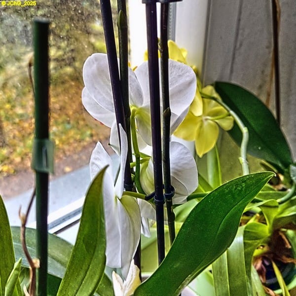 Gelbe und weiße Orchideen 43. Kalenderwoche 2025