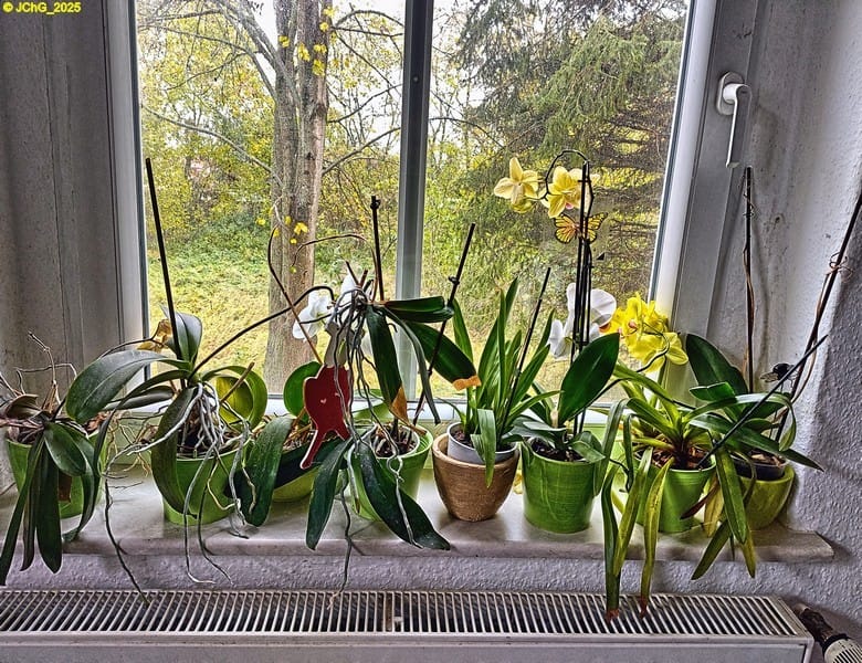 Orchideenfenster 43. Kalenderwoche 2025