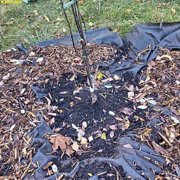 Frühjahrsblüher blicken aus dem Boden 44. Kalenderwoche 2025