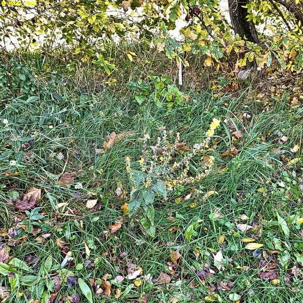 Eine Königskerze blüht 44. Kalenderwoche 2025