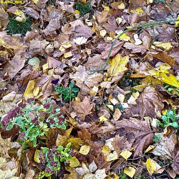 Herbstliches Beet „Lavendel“ 44. Kalenderwoche 2025