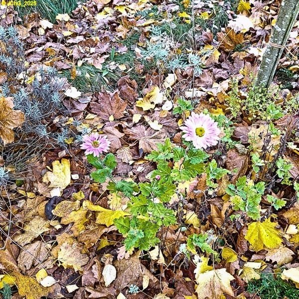 Herbstliches Beet „Lavendel“ mit Chrysanthemen 44. Kalenderwoche 2025