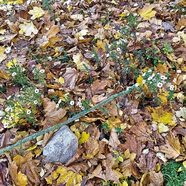 Herbstliches Beet „Ahorn“ mit Herbstastern 44. Kalenderwoche 2025