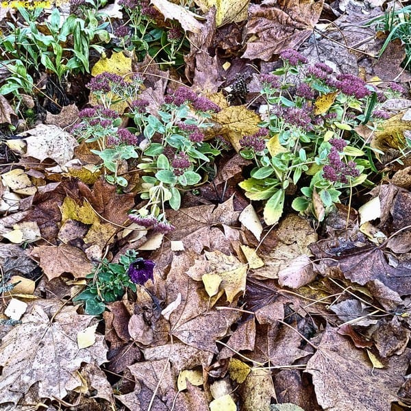 Herbstliches Beet „Ahorn“ mit Fetter Henne 44. Kalenderwoche 2025