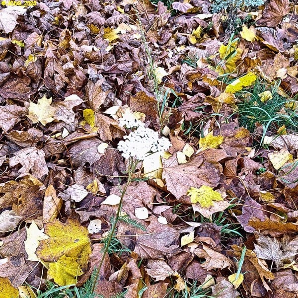 Herbstliches Beet „Ahorn“ mit Schafgarbe 44. Kalenderwoche 2025