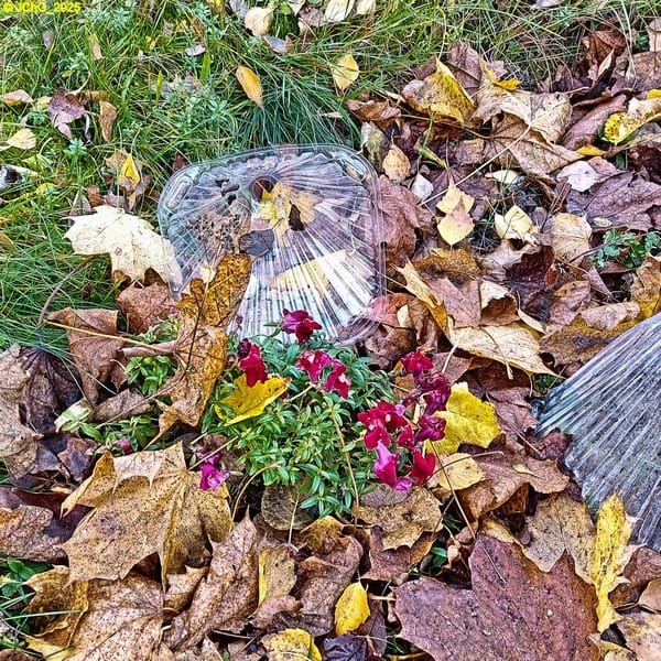 Herbstliches Beet „Hibiscus“ mit Löwnmäulchen 44. Kalenderwoche 2025