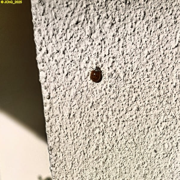 Ein Marienkäfer 44. Kalenderwoche 2025