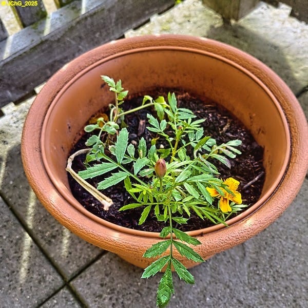 Studentenblume auf der Terrasse 44. Kalenderwoche 2025