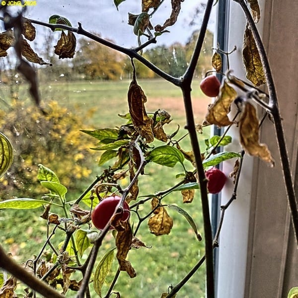 Baumchilis im Wohnzimmer 44. Kalenderwoche 2025