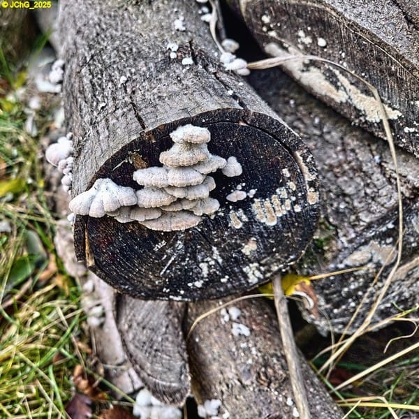 Viele Pilze auf Holzstämmen, Beet „Manfreda“ 46. Kalenderwoche 2025