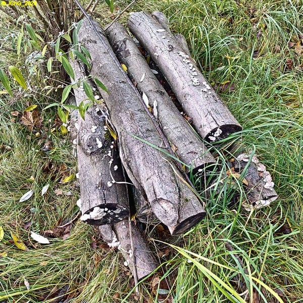 Pilze auf Holzstämmen, Beet „Manfreda“ 46. Kalenderwoche 2025