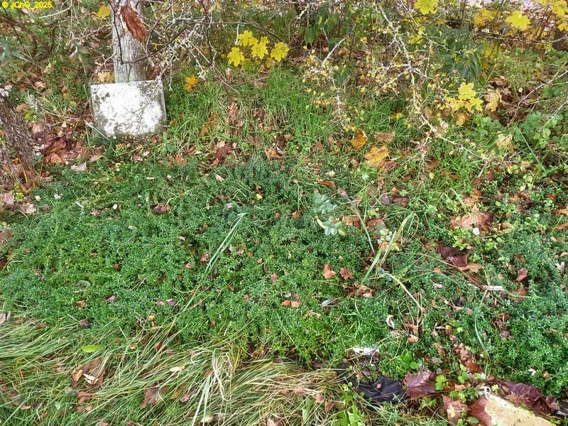 Thymian im Beet „Weißdorn“ 46. Kalenderwoche 2025