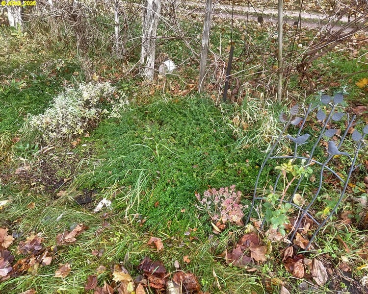 Thymian und Fette Henne im Beet „Wein“ 46. Kalenderwoche 2025