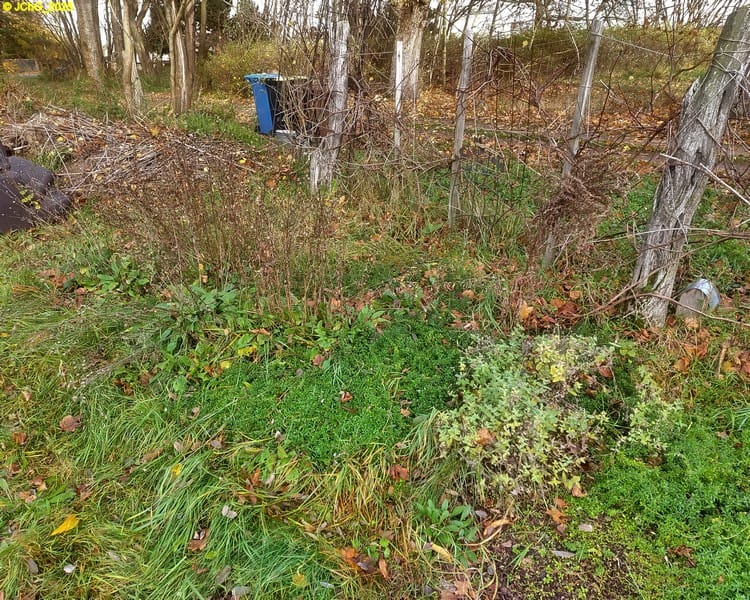 Thymian und Katzenminze im Beet „Wein“ 46. Kalenderwoche 2025