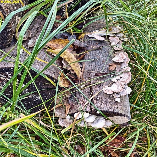 Pilze auf Holzstamm Beet „Manfred“ 46. Kalenderwoche 2025