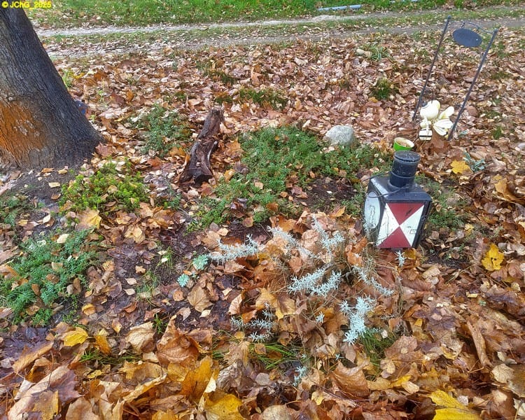 Thymian und Heiligenkraut im Beet „Ahorn“ 46. Kalenderwoche 2025