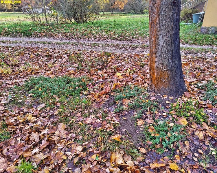 Thymian im Beet „Ahorn“ 46. Kalenderwoche 2025