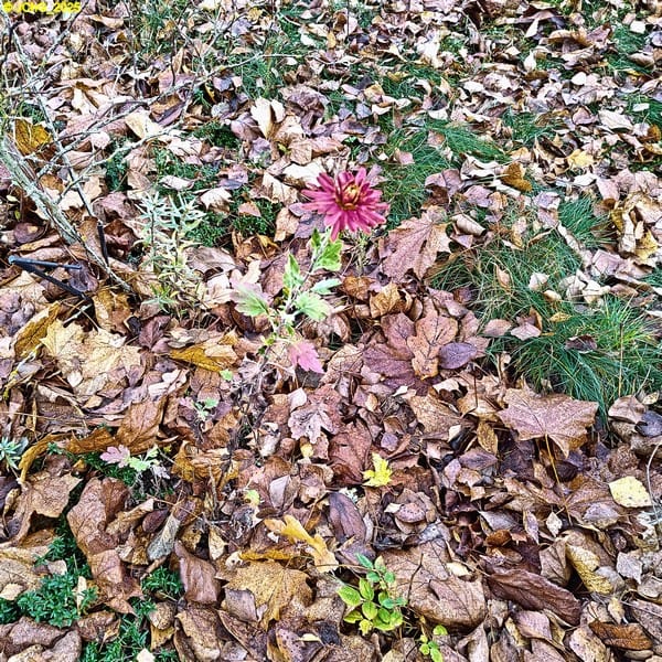 Chrysantheme im Beet „Lavendel“ 46. Kalenderwoche 2025