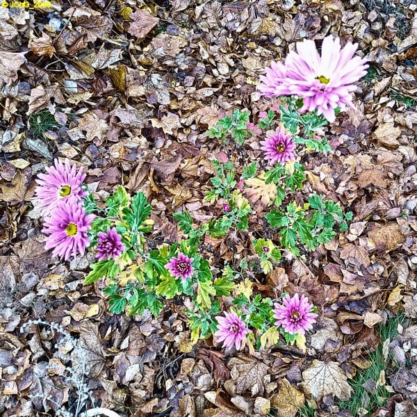 Die Chrysanthemen im Beet „Sommerflieder“ 46. Kalenderwoche 2025