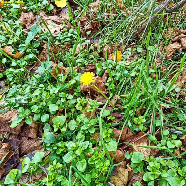 Löwenzahn und Vogelmiere vor dem Beet „Mangold“ 46. Kalenderwoche 2025