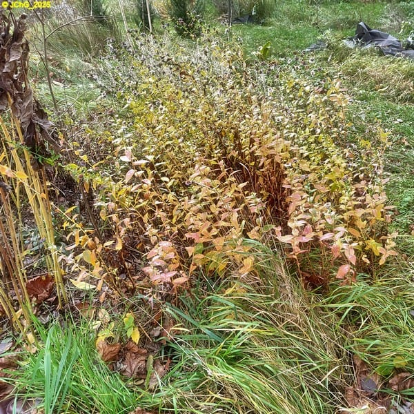 Herbstastern im Beet „Mangold“ 46. Kalenderwoche 2025