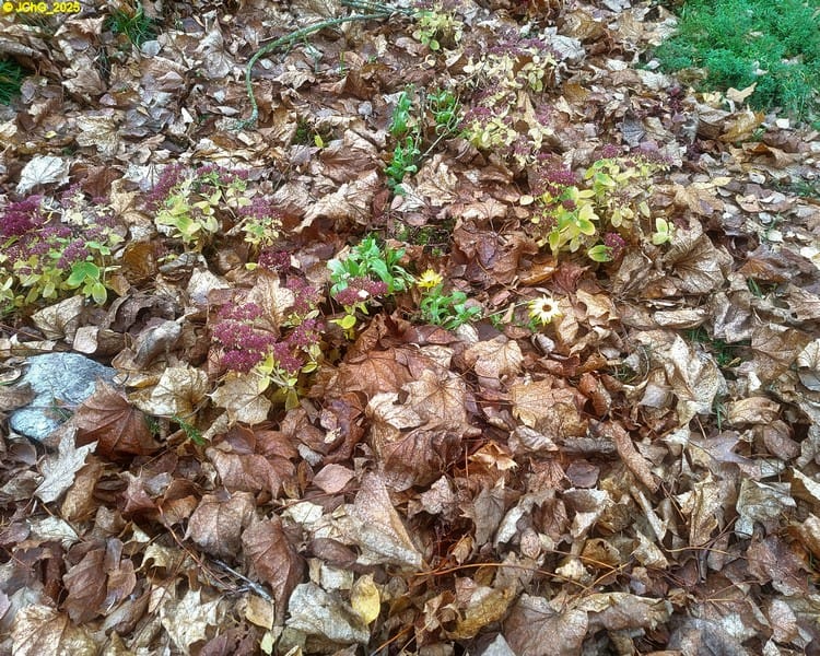 Fette Henne im Beet „Ahorn“ 46. Kalenderwoche 2025