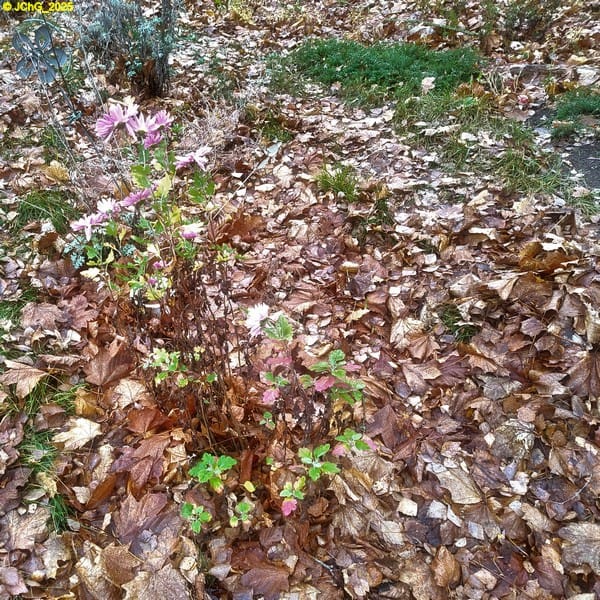 Chrysanthemen im Beet „Sommerflieder“ 46. Kalenderwoche 2025