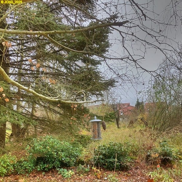 Vogelfutterstation 46. Kalenderwoche 2025