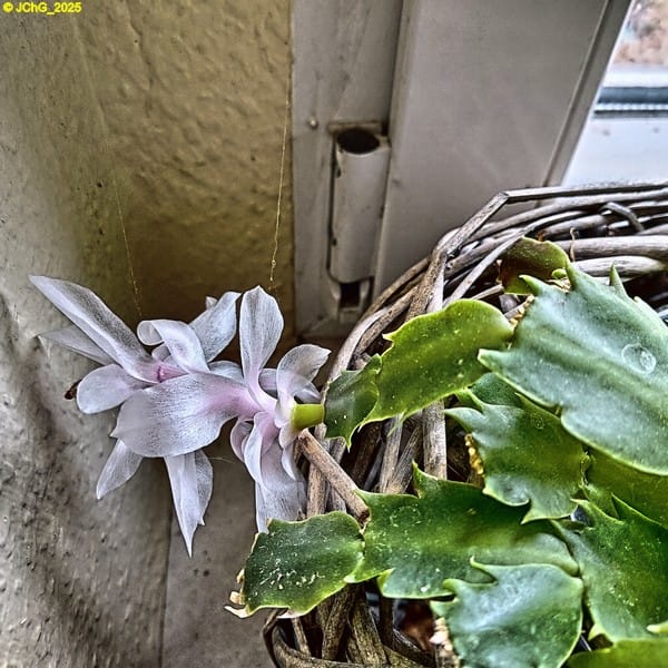 Schlumbergera blüht 46. Kalenderwoche 2025 Cover