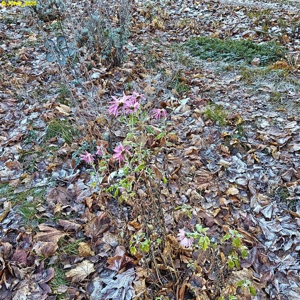 Chrysanthemen im Beet „Amor“ 47. Kalenderwoche 2025