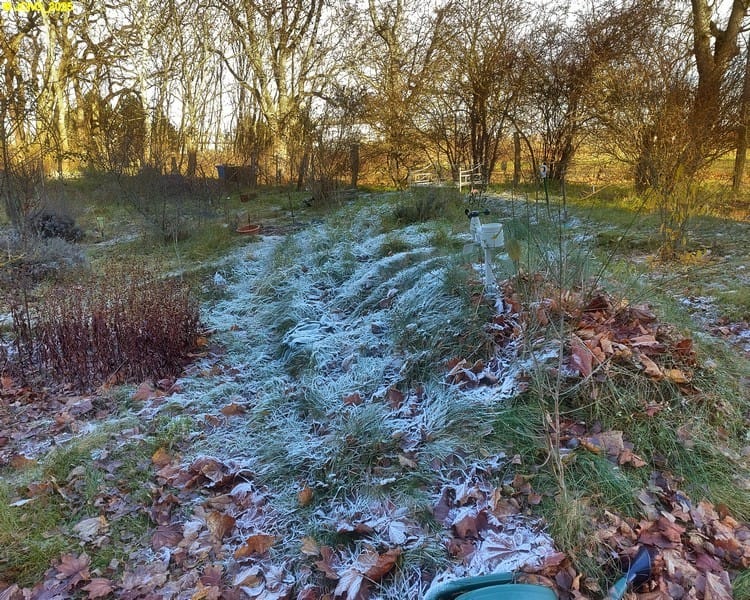 Beet „Amor“ 47. Kalenderwoche 2025