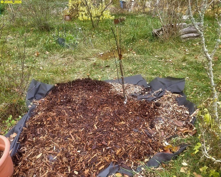 Zierapfel "Royalty", Beet „Wolfgang“, 45. Kalenderwoche 2025