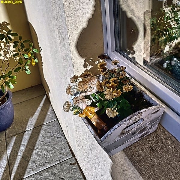 C-Falter auf der Terrasse 45. Kalenderwoche 2025