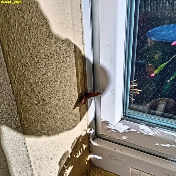 C-Falter an Terrassenfenster 45. Kalenderwoche 2025