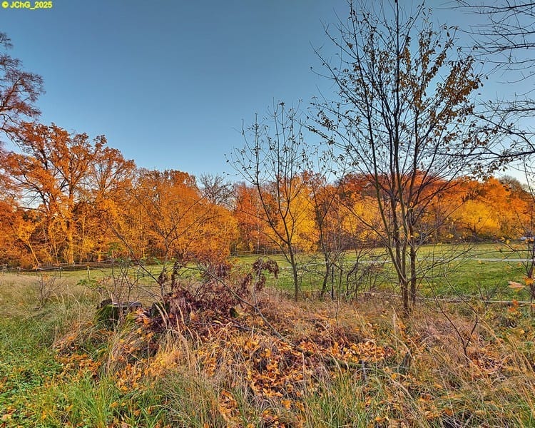 Blick nach Osten auf den Wald im Sonnenlicht 45. Kalenderwoche 2025