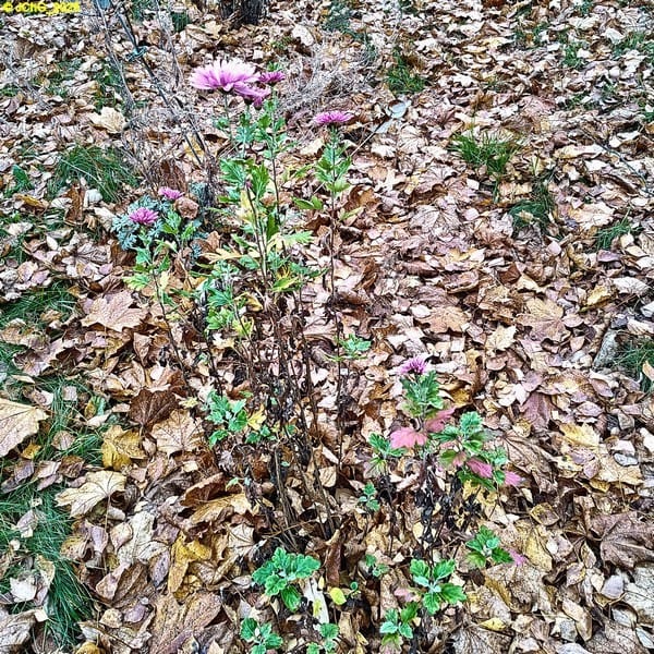 Die Chrysanthemen, Beet „Sommerflieder“, 45. Kalenderwoche 2025