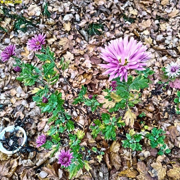 Chrysanthemen, Beet „Sommerflieder“, 45. Kalenderwoche 2025