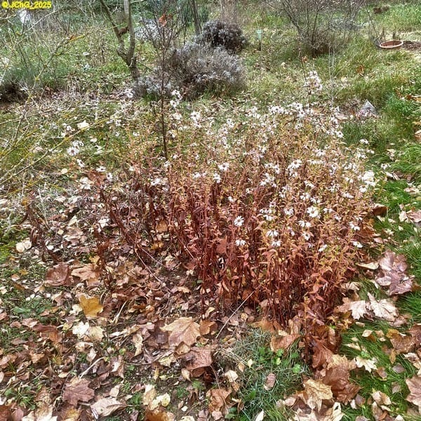 Herbstastern, Beet „Omega“, 45. Kalenderwoche 2025