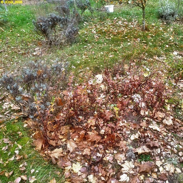 Lavendel und Herbstastern, Beet „Omega“, 45. Kalenderwoche 2025