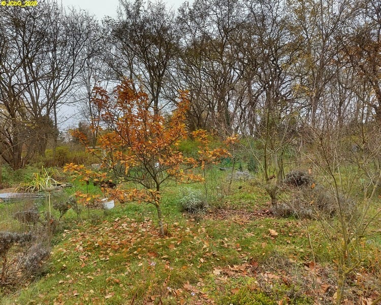 Blick nach Norden auf die Konstantinopler Apfelquitte 45. Kalenderwoche 2025