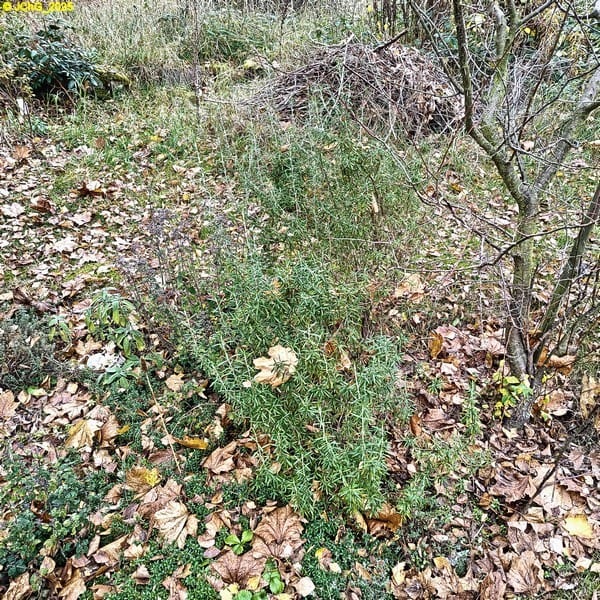 Rosmarin, Beet „Mix“, 45. Kalenderwoche 2025