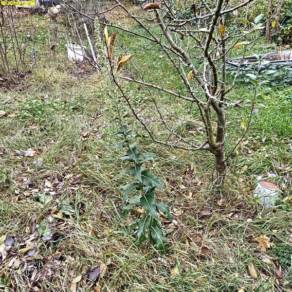 Blühende Königskerze, Beet „Boskop“, 45. Kalenderwoche 2025