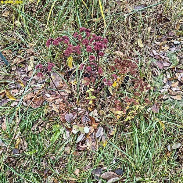 Fette Henne, Beet „Boskop“, 45. Kalenderwoche 2025