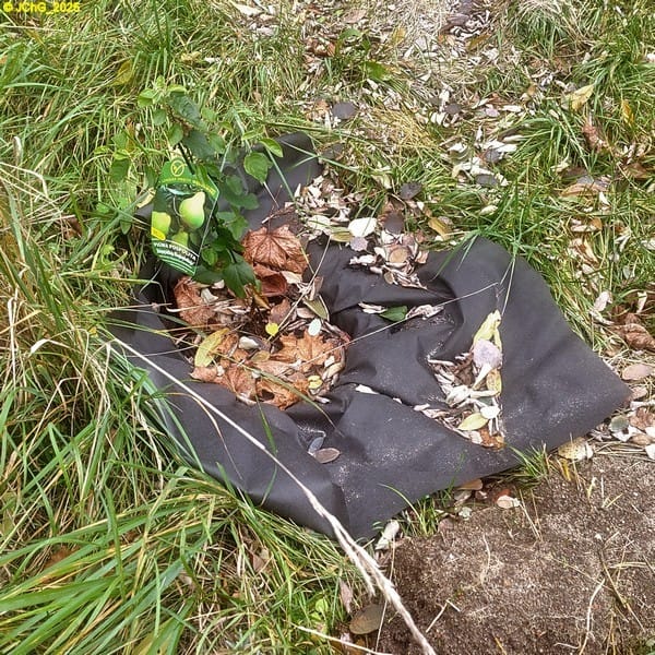 Birnenquitte "Vranja", Beet "Sternmagnolie", 45. Kalenderwoche 2025