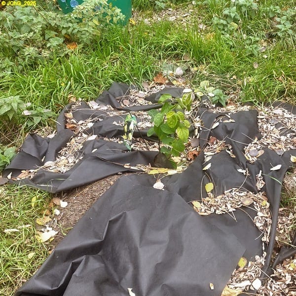 Birnenquitte "Wolgograder Weichfruchtige" Beet "Rhabarber" 45. Kalenderwoche 2025