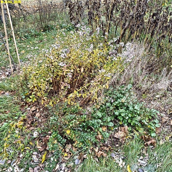 Herbstastern und Topinambur Beet "Mangold" 45. Kalenderwoche 2025